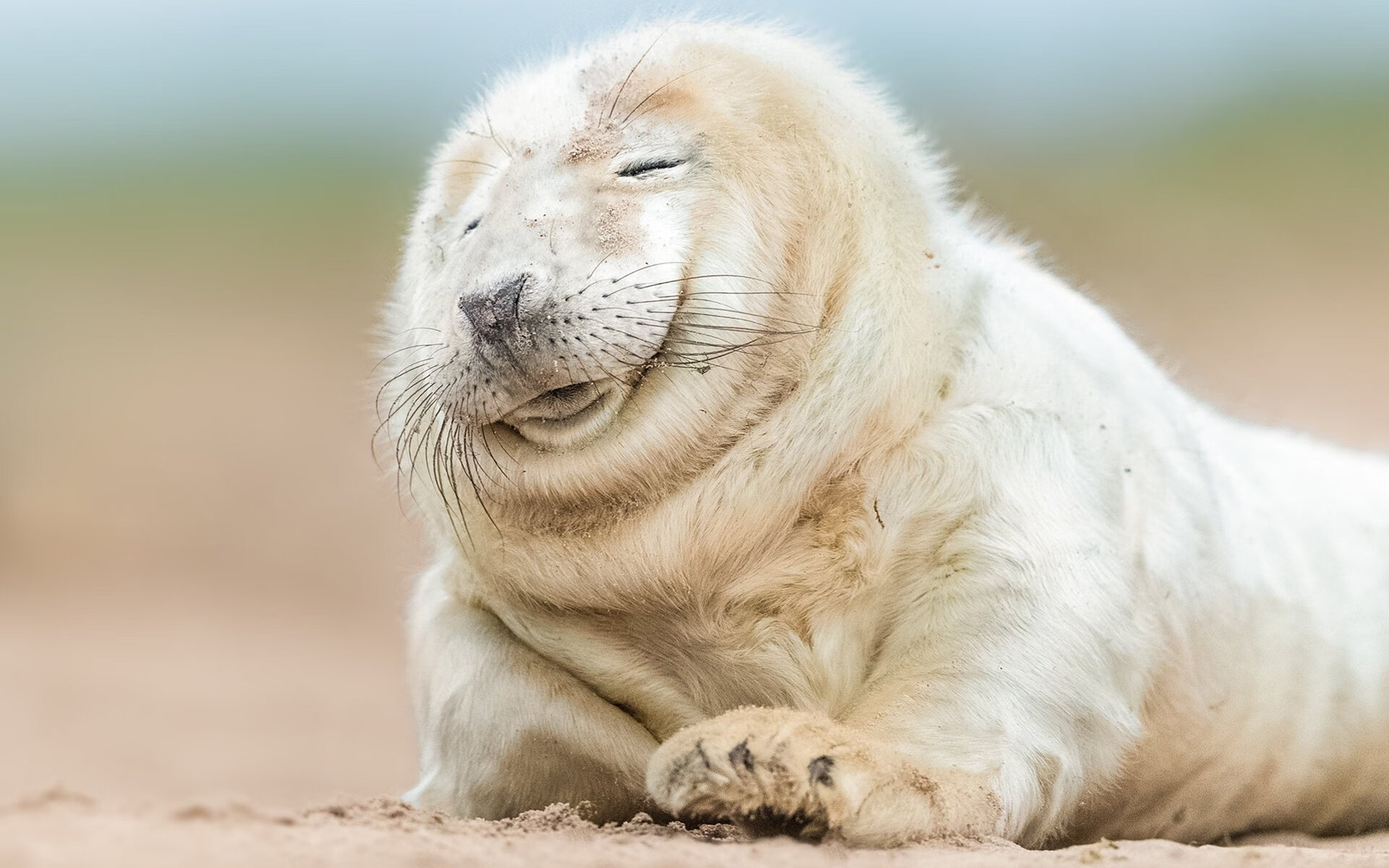 从红土滑铁卢到国家英雄，梅德韦杰夫用戴维斯杯完成一个人的史诗救赎