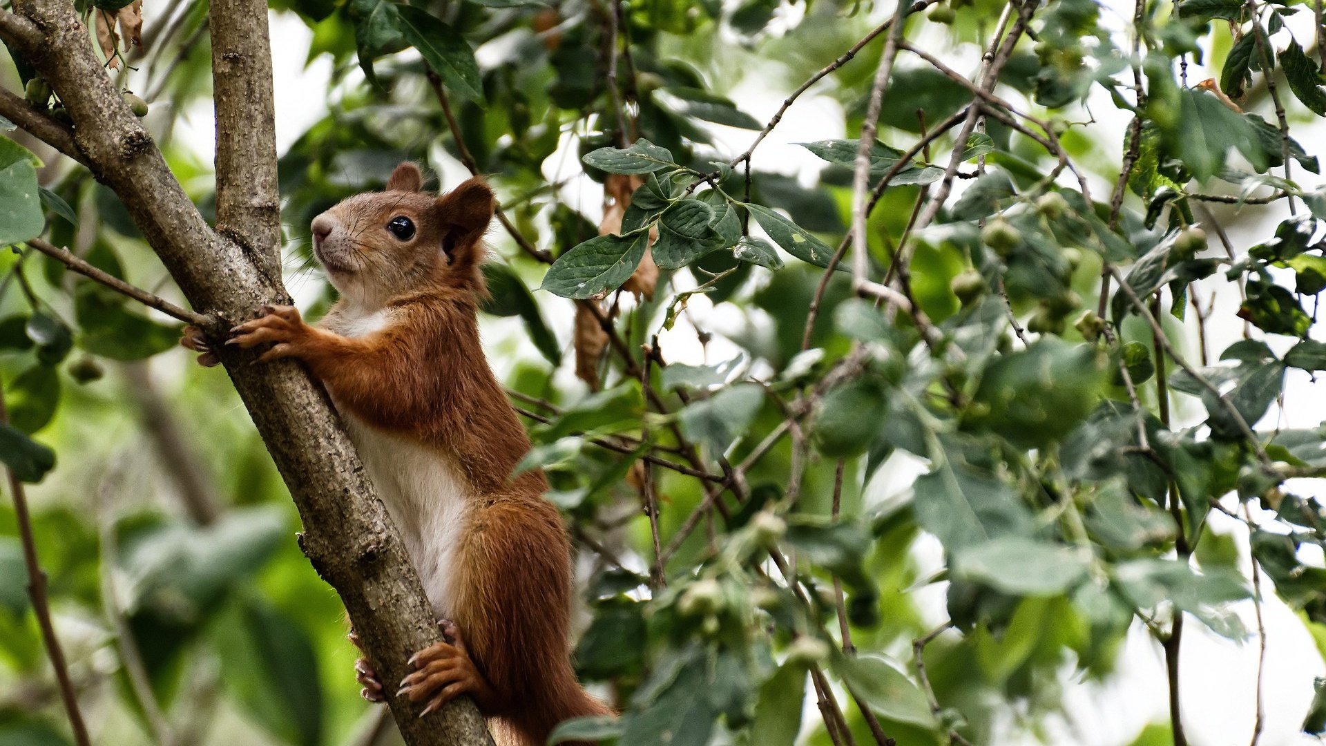 棋盘上的国王,西亚卡姆如何以大师之手,执子定下对阵老鹰的胜负棋局