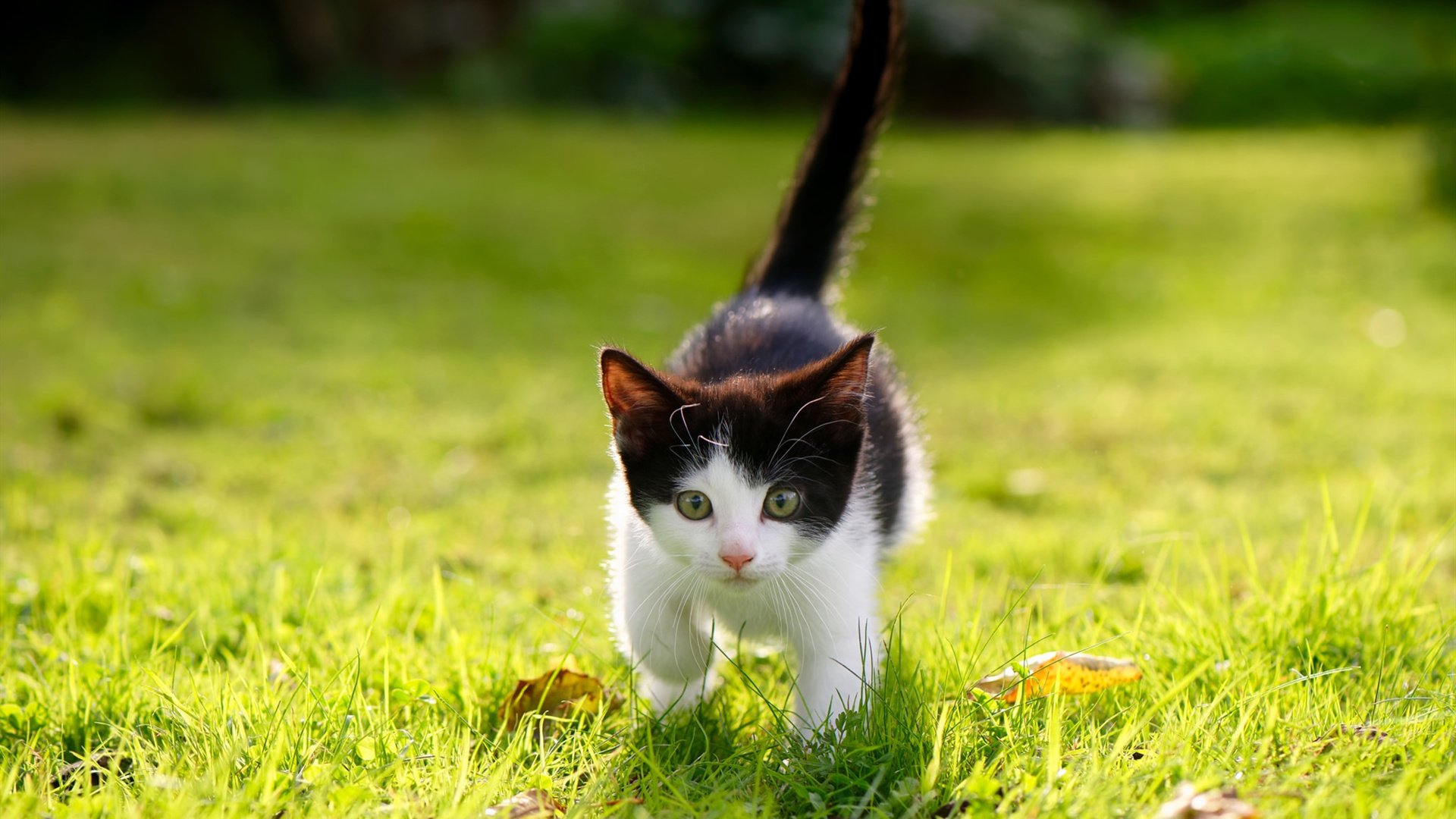 克里斯·保罗，最后两分钟的独裁者