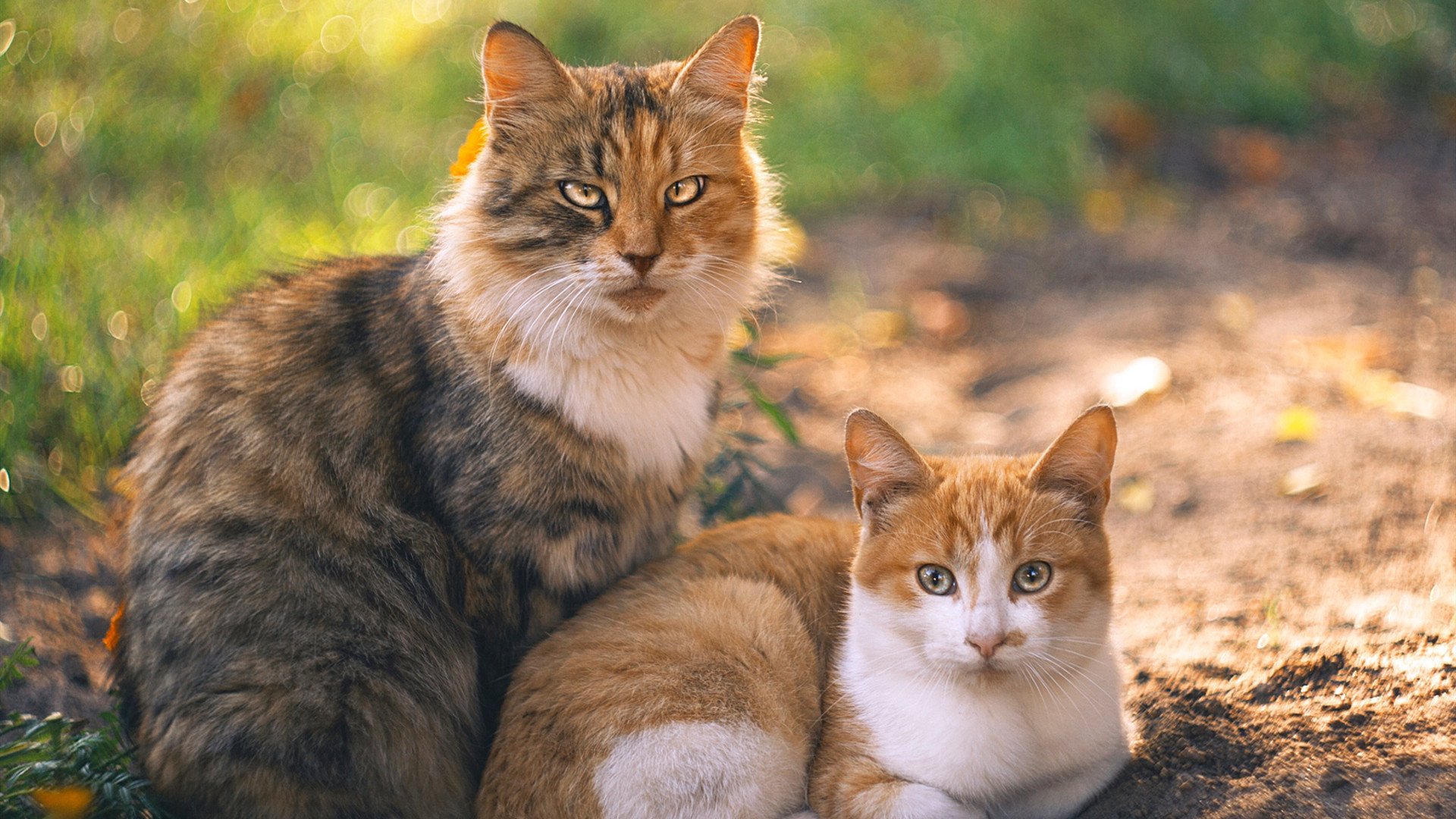 舞台越大越强!武切维奇在篮网对阵雄鹿的狂野之夜加冕巨星