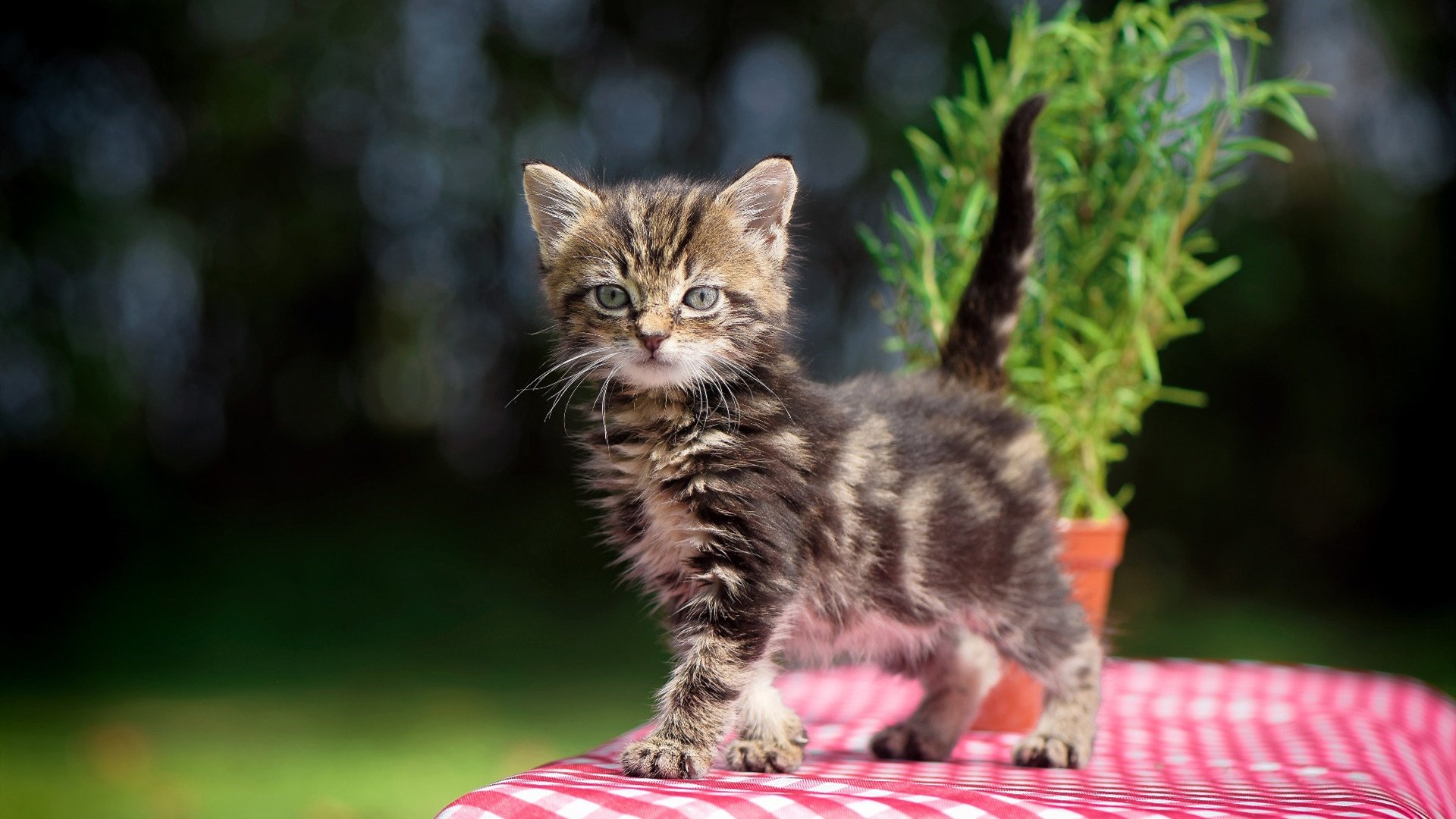孤星照洛城，哈利伯顿临危受命化身关键先生，快船窒息防守绞杀魔术