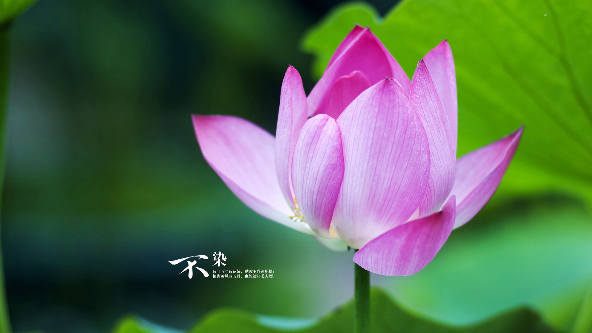 莱比锡旋风席卷绿茵!美加墨焦点战,德甲力量连续破门压制加拿大