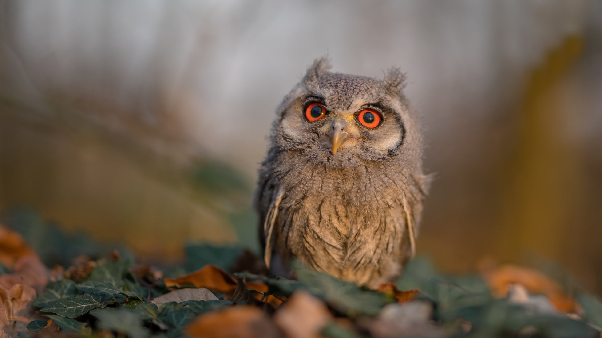 历史轮回，三分终结，爱德华兹扼杀AI时代最后回响