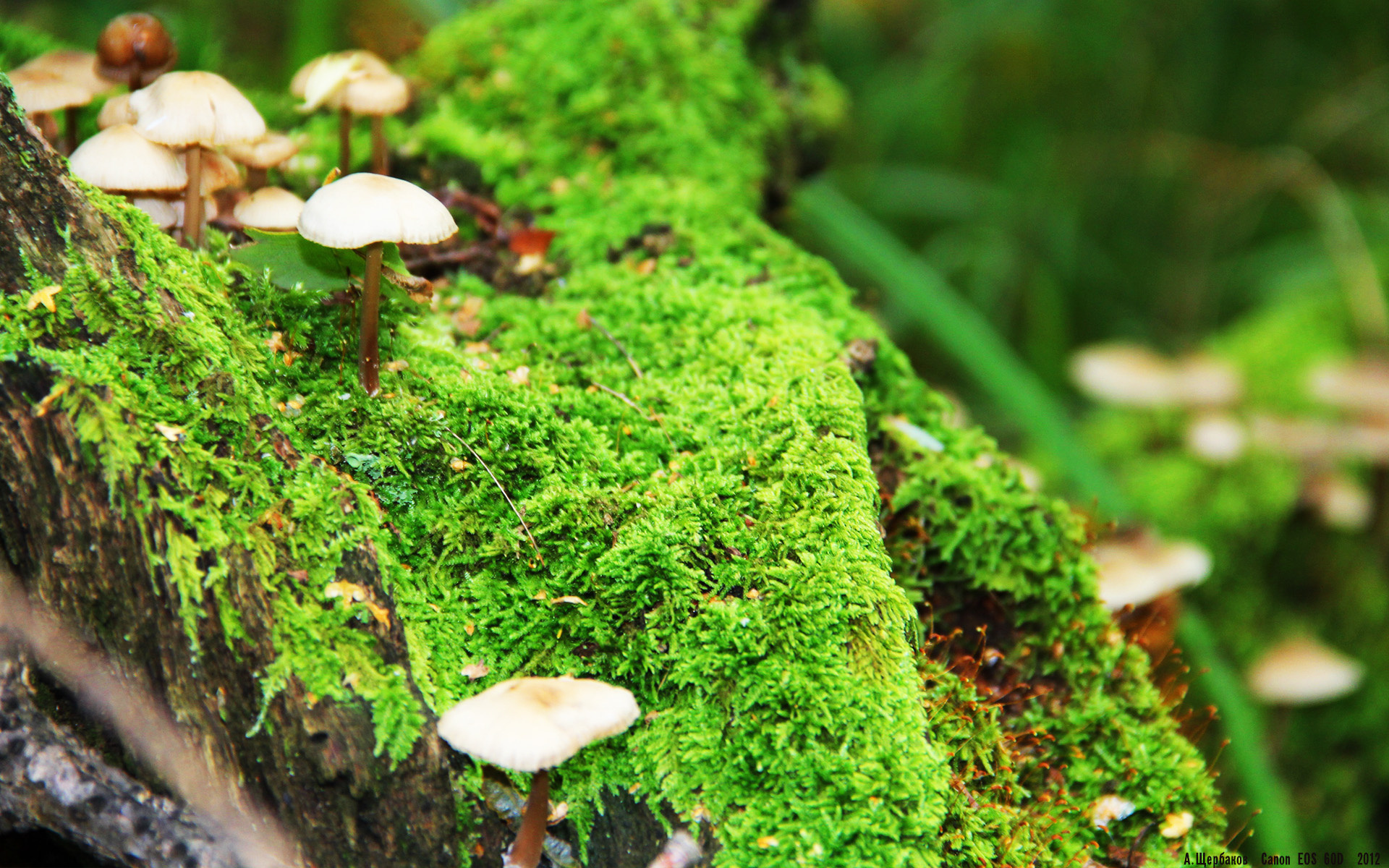 权力转移,当豪华配角阿什拉夫,在爆冷之夜成为尴尬主角