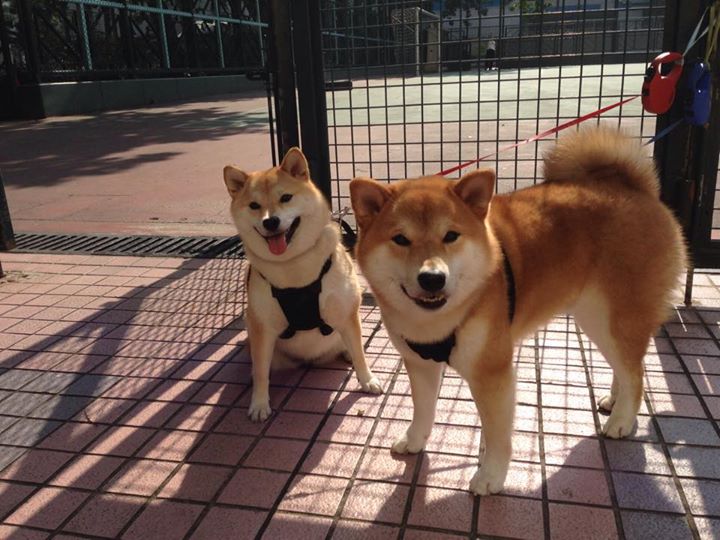 马刺铁蹄踏碎浙江，欧冠淘汰赛呈现压倒性统治