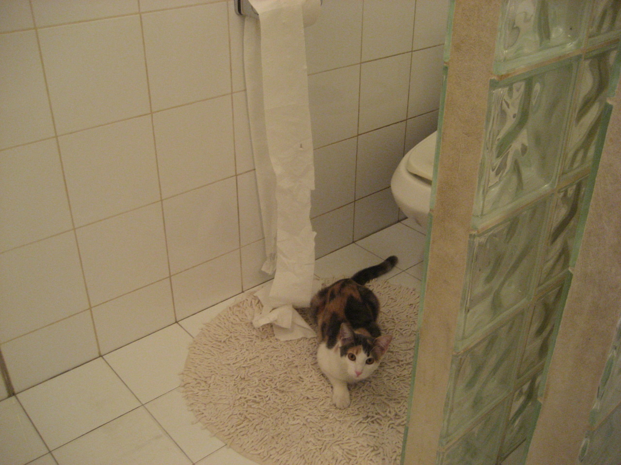 加克波，记忆雕刻机与绝境狂舞