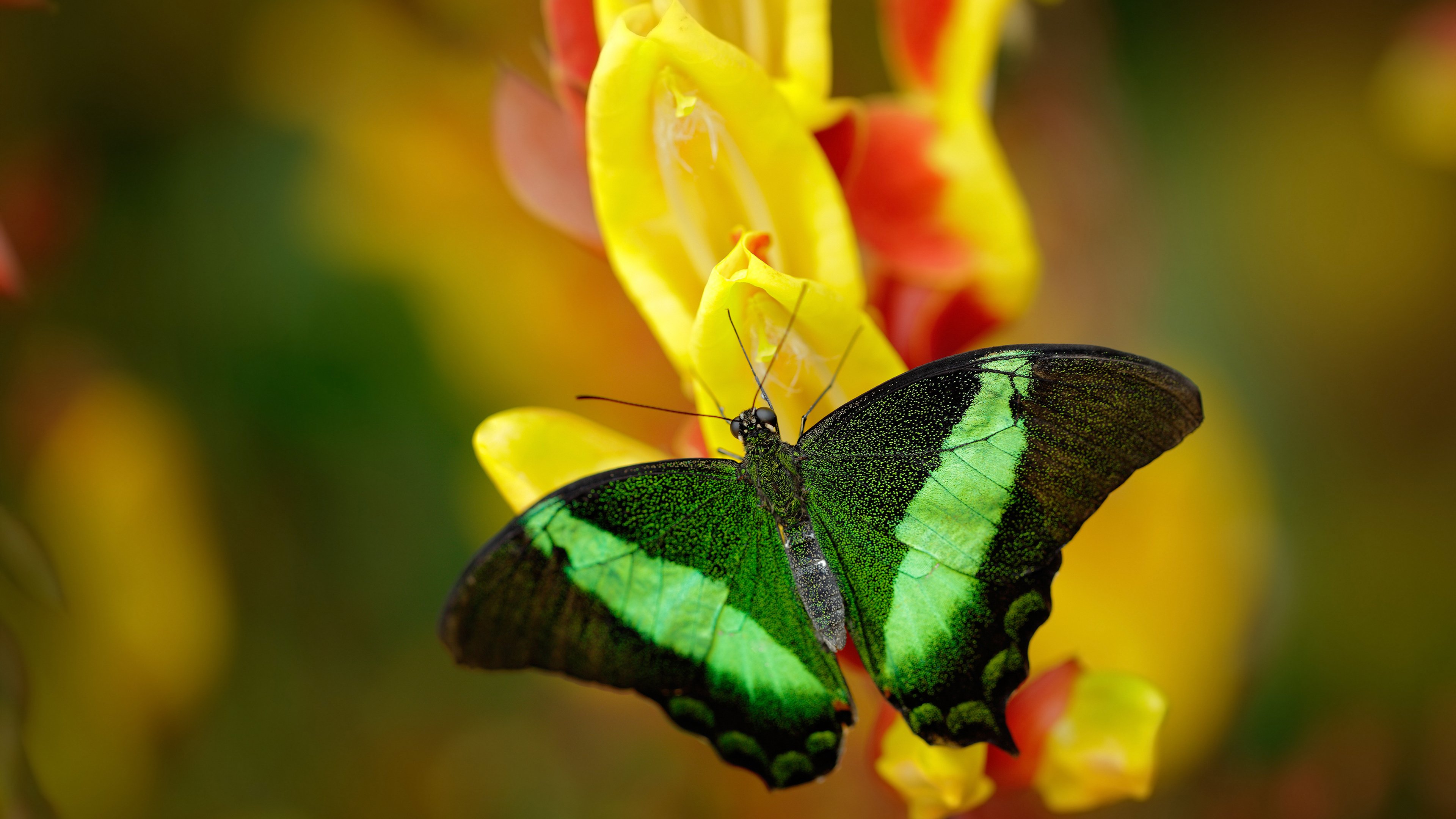 2026世界杯之夜,武切维奇独造三球闪耀全场,最佳球员荣誉无争议