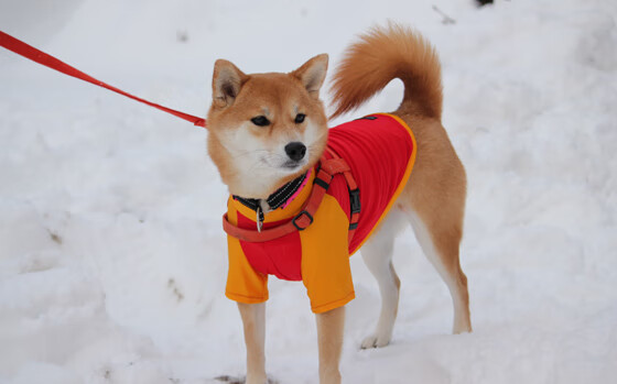 爱游戏在线-智慧与优雅，迪巴拉的致胜之笔书写葡萄牙战术史诗
