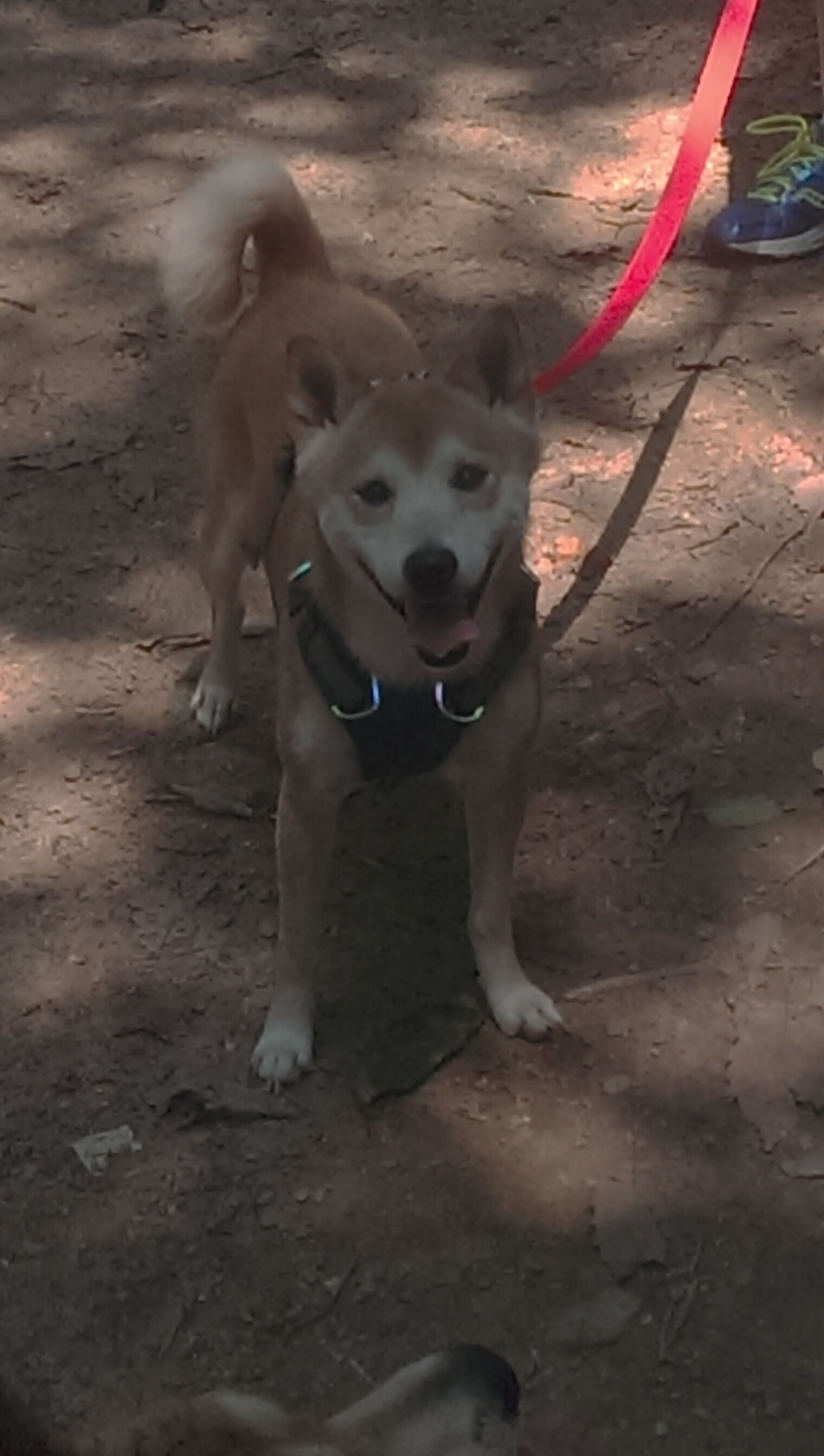 哨响2026，当克莱的三分雨落世界杯之夜