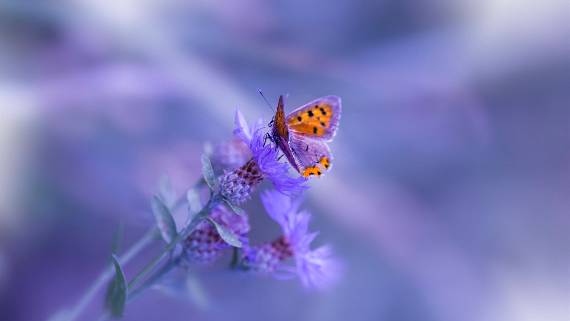 爱游戏在线-杰伦格林压哨三分定乾坤，猛龙逆境翻盘广东队史诗一战