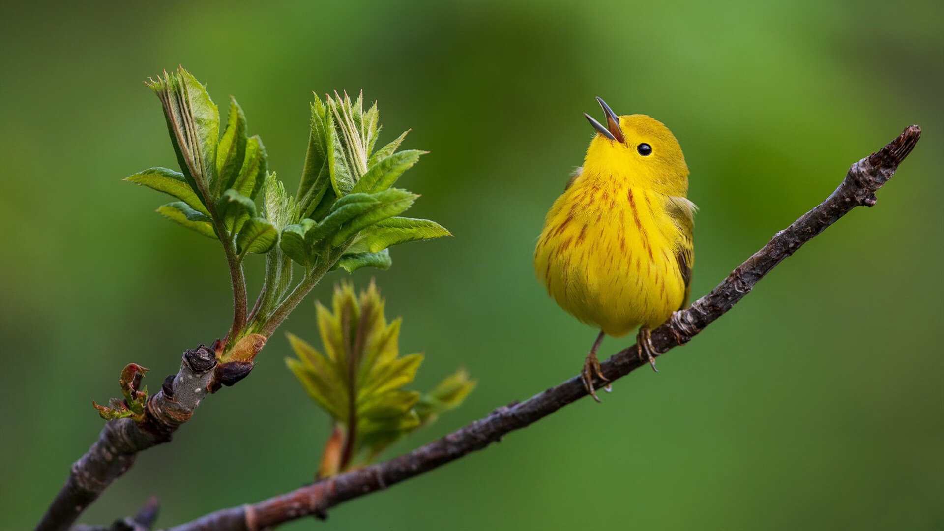 平行宇宙撕裂篮球之夜，当吉林东北虎在AT&T中心撕咬马刺，爱德华兹成为绝对降维打击